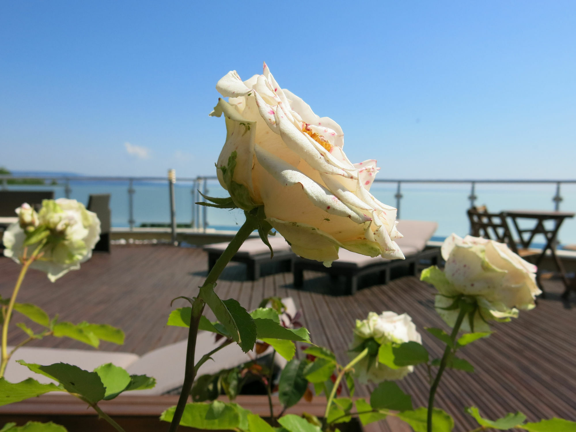 Family Hotel Albizia Beach Varna Esterno foto